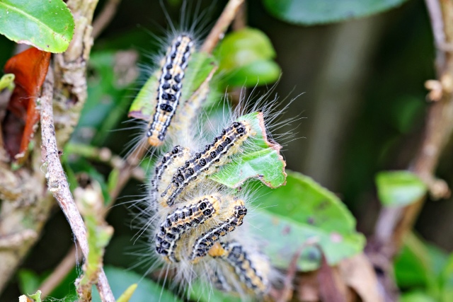 これからの季節に注意‼️🐛毛虫皮膚炎🐛について